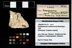 Foto (Objekt + Etikett) von Protosphaeroma ernstbrunnense (Bachmayer, 1949)  (NHMW-GEO-1990-0041-10174)